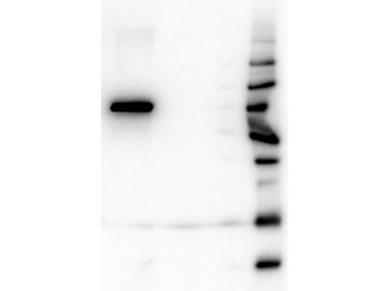 AKT1 Antibody