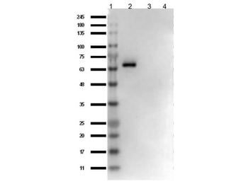 AKT1 Antibody