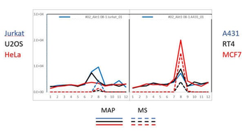 AKT1 Antibody