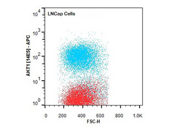 AKT1 Antibody