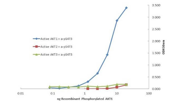 AKT1 Antibody