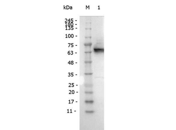 DYKDDDDK Tag (FLAG) Antibody Peroxidase Conjugated