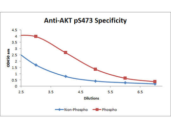 AKT phospho S473 Antibody Biotin Conjugated