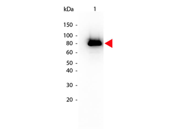 AKT phospho S473 Antibody Biotin Conjugated