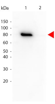 AKT phospho T308 Antibody Biotin Conjugated
