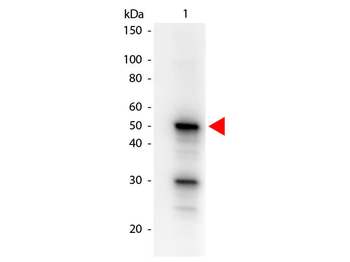 PDCD4 Antibody (Biotin)