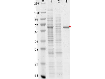 DYKDDDDK Tag (FLAG) Antibody Agarose Conjugated