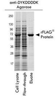 DYKDDDDK Tag (FLAG) Antibody Agarose Conjugated