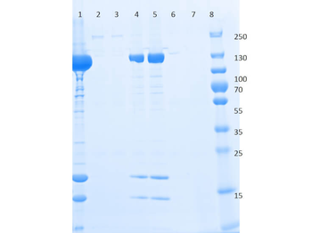 DYKDDDDK Tag (FLAG) Antibody Agarose Conjugated