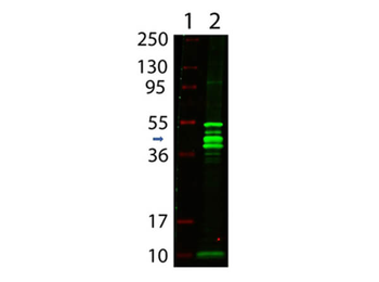 Maltose Binding Protein (MBP) Epitope Tag Antibody