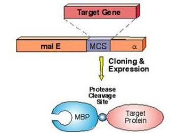 Maltose Binding Protein (MBP) Epitope Tag Antibody