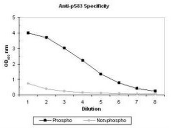ASK1 phospho S83 Antibody