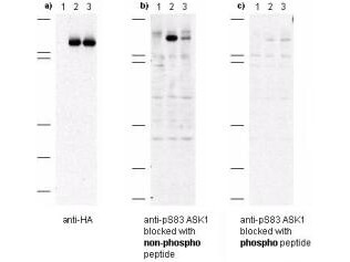 ASK1 phospho S83 Antibody