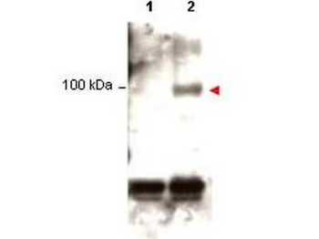 Stat1 phospho Y701 Antibody