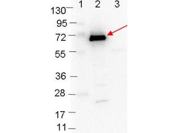 ospC Antibody
