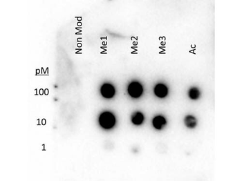 HIST2H3C Antibody
