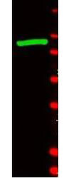 Beta Galactosidase Antibody Fluorescein Conjugated