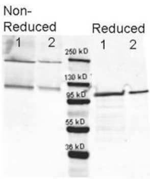 Beta Galactosidase Antibody Fluorescein Conjugated