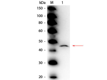 ADA Antibody (HRP)