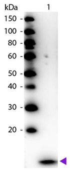 B2M Antibody (HRP)