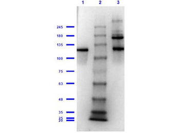 lacZ Antibody