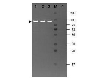 lacZ Antibody