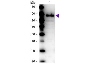 pepc Antibody