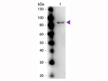 UREA_CANEN Antibody