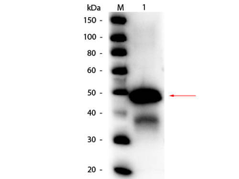 SERPINB14 Antibody (HRP)