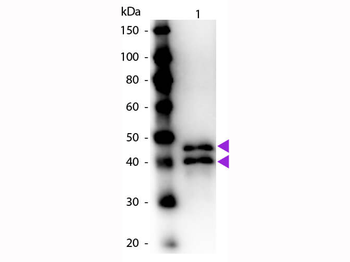 SERPINB14 Antibody (HRP)