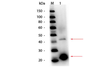 PAP3 Antibody (HRP)