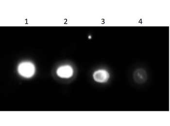 UREA_CANEN Antibody (HRP)