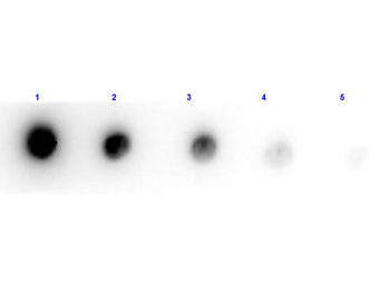 PAP3 Antibody (Biotin)