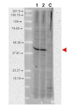 Aha1 Antibody