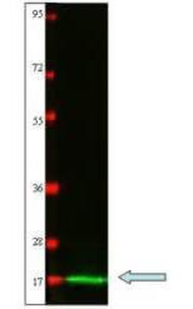 IL-2 Antibody