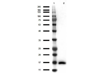 IL-17A Antibody
