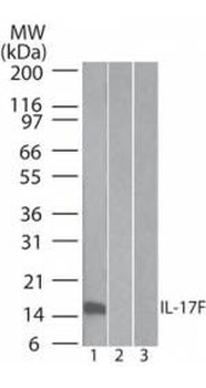 IL-17F Biotin Conjugated Antibody