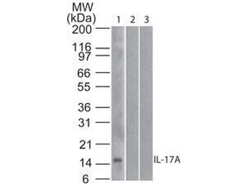 IL-17A Biotin Conjugated Antibody