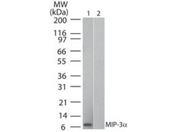MIP-3 alpha Biotin Conjugated Antibody
