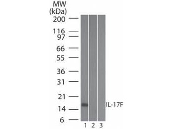 IL-17F Biotin Conjugated Antibody
