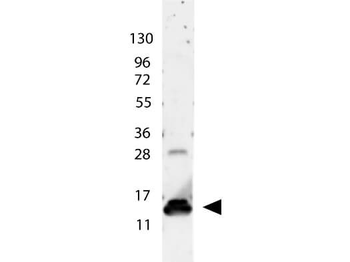 IL-9 Antibody