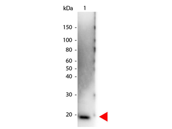 IL-6 Antibody Peroxidase Conjugated