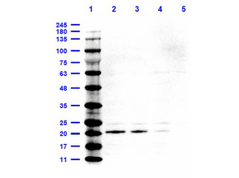 IL-6 Antibody Peroxidase Conjugated