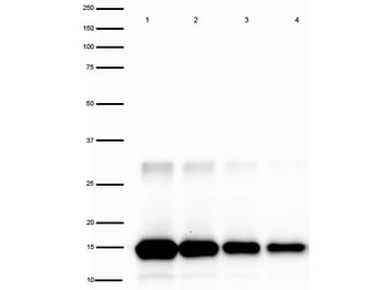IL-2 Antibody Peroxidase Conjugated