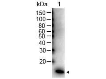 IL-2 Antibody Peroxidase Conjugated
