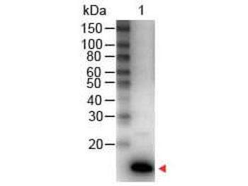 IL-9 Antibody Peroxidase Conjugated
