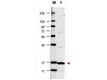 IL-17A Antibody Biotin Conjugated