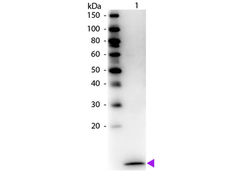 MIP-3 alpha Antibody Biotin Conjugated