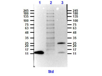GDF15 Antibody Biotin Conjugated