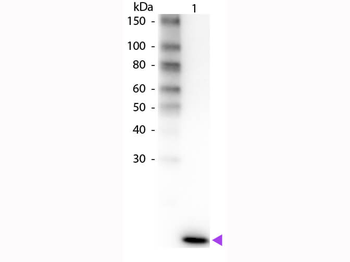 IL-2 Antibody Biotin Conjugated